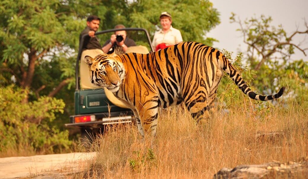 Kanha National Park. Madhya Pradesh