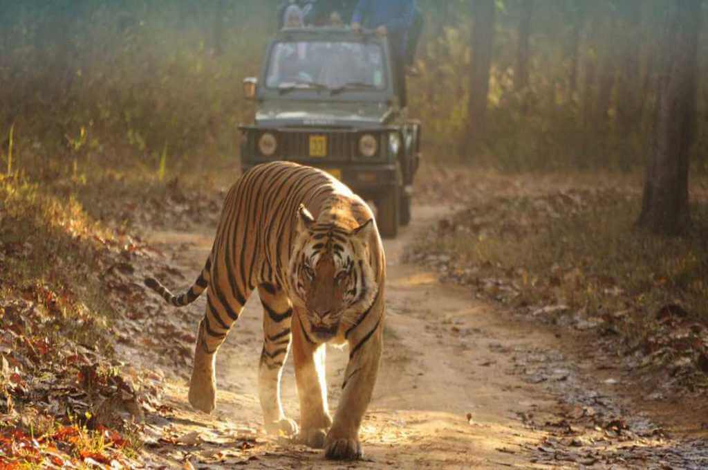 Bandipur National Park Karnataka