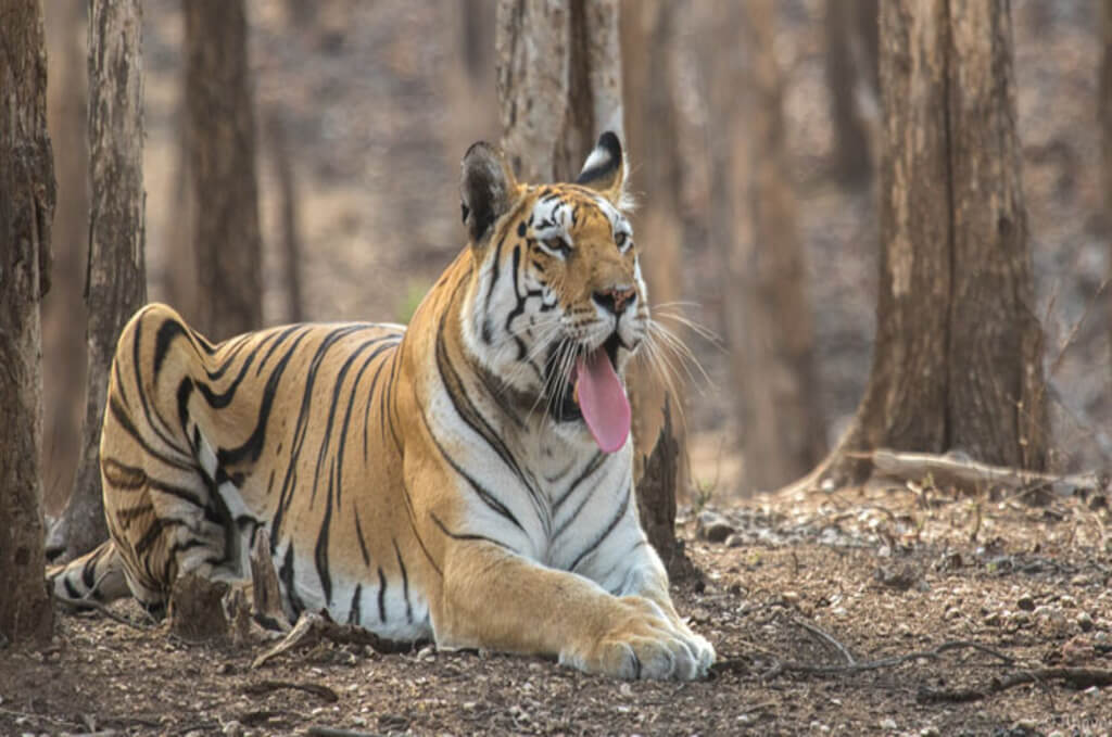 Pench National Park ( Chhindwara Madhya Pradesh)