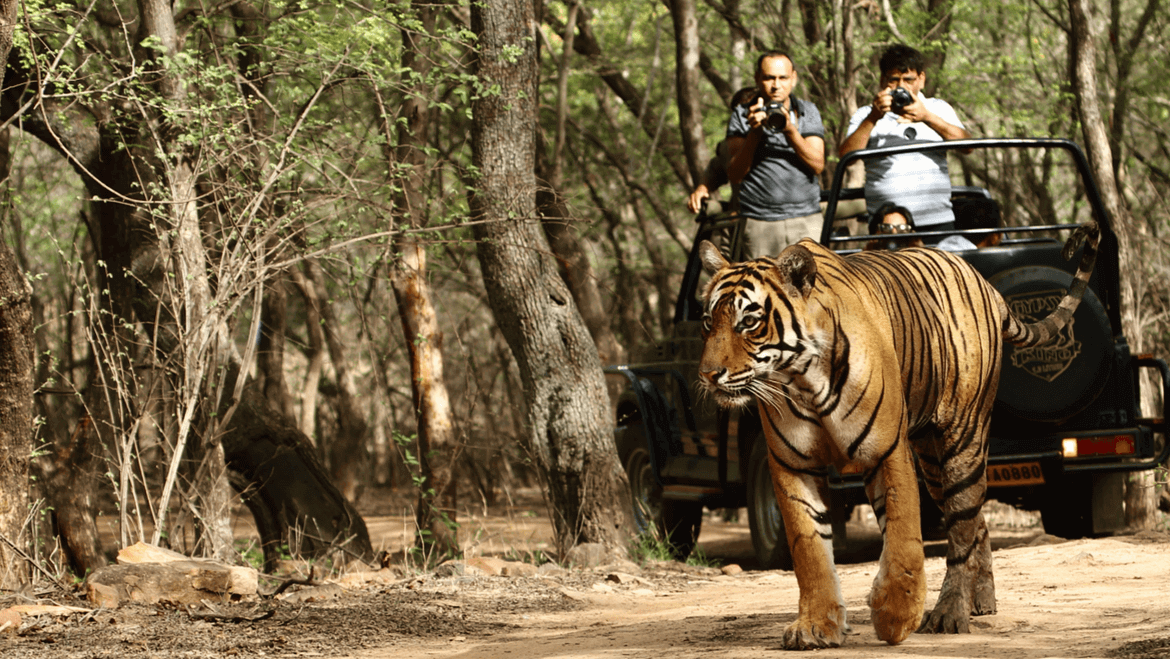 Ranthambore National Park, Sawai Madhopur