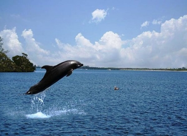 Dolphin in Goa