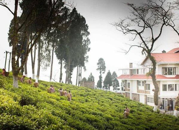 Darjeeling Tea