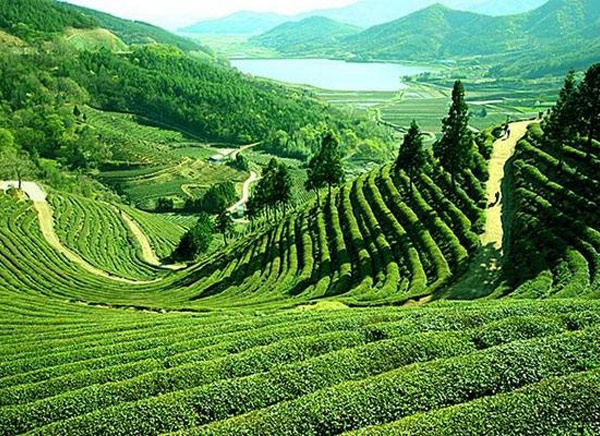 Darjeeling