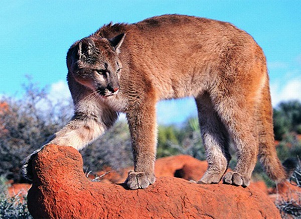 Aralam Wildlife Sanctuary
