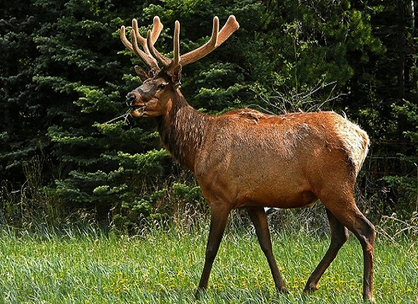 Peppara Wildlife Sanctuary