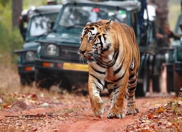 Wildlife Tour
