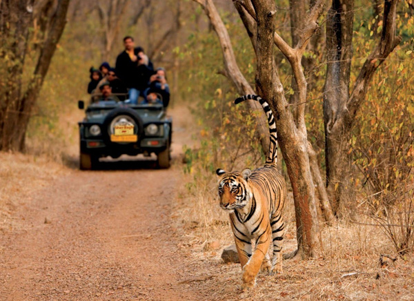 12 Days Taj Mahal & Tiger Tour