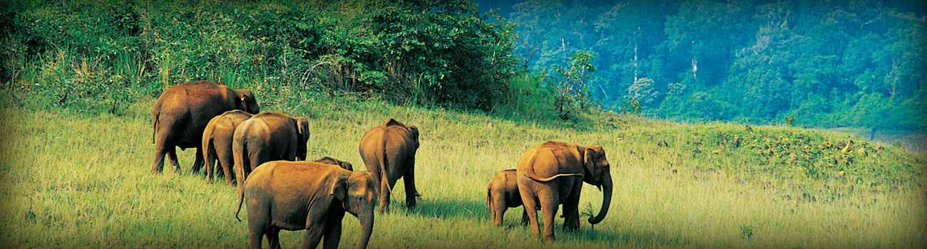 South India Wildlife