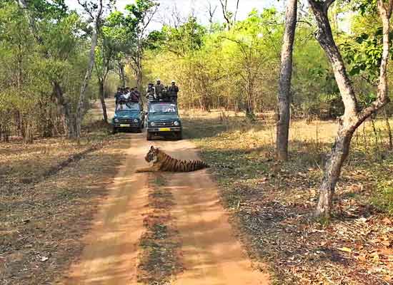 16 Days - Footsteps India Tiger Tour