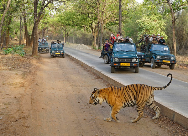 12 Days Bandhavgarh Kanha Tour Packages