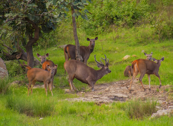 6 Days - South India Jungle Safari
