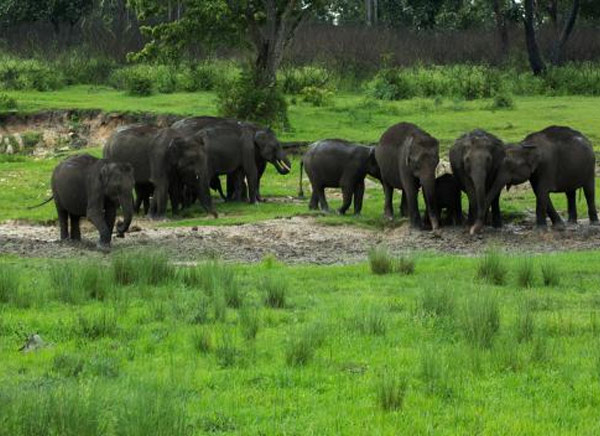 Bandipur National Park