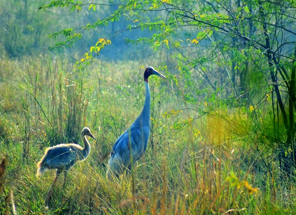 Bharatpur National Park