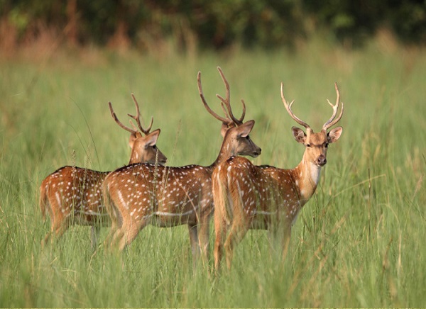 11 Days - Delhi Agra Jaipur with Corbett Tour