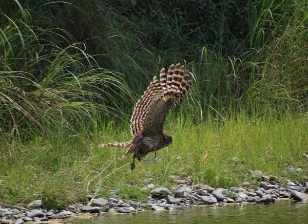 5 Days Jim Corbett Tour Packages
