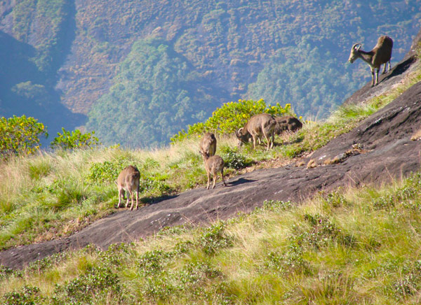 Eravikulam National Park