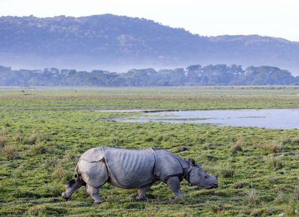 Kaziranga National Park