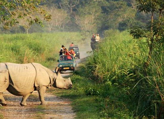 7 Days North East India Wildlife Tour