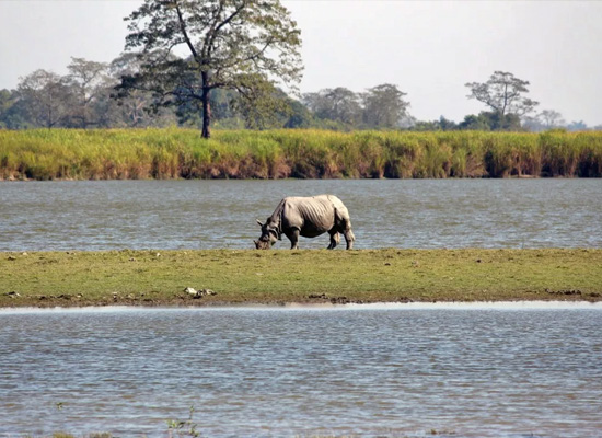 3 Days Kazairanga Natinal Park Tour