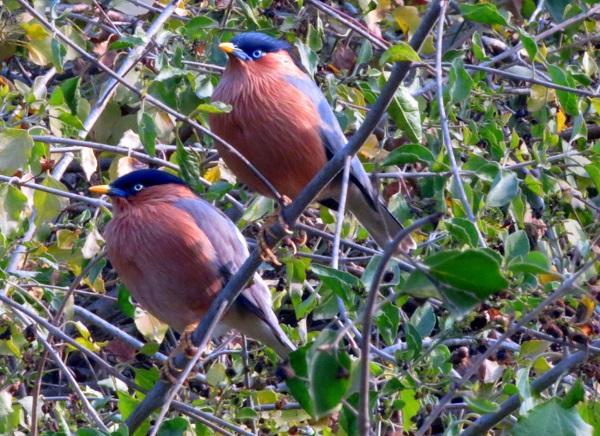 Keoladeo National Park