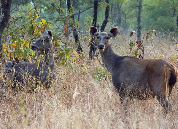 Panna National Park