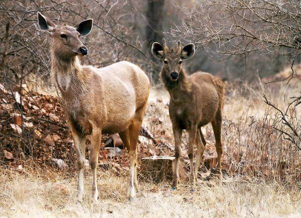 Ranthambore National Park