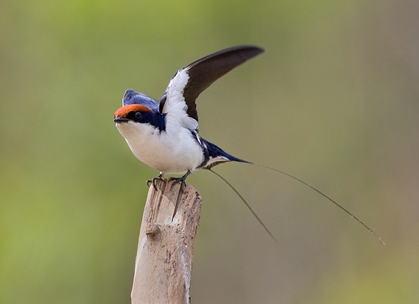 11 Days - Bird Watching Tour India